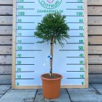 Kryptoméria japonská (Cryptomeria japonica) ´GLOBOSA NANA´ - výška 60-80 cm, kont. C9L (-26 °C) - NA KMIENKU